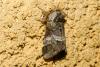 Drymonia dodonaea